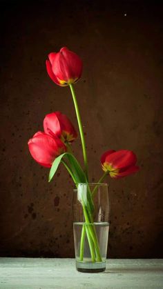 three red tulips in a glass vase - stock photo - images