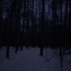 the woods are covered in snow at night