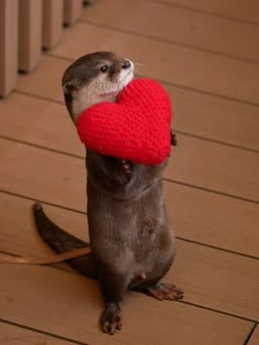 an otter holding a red knitted heart in its mouth