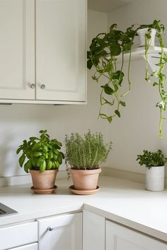 three potted plants sitting on top of a kitchen counter