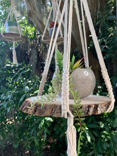 a bird feeder hanging from a tree in the woods with plants growing out of it