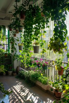 many potted plants are hanging from the ceiling