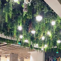 the plants are hanging from the ceiling in the building