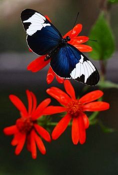 a blue and white butterfly sitting on top of red flowers