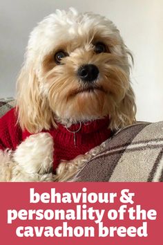 a small dog wearing a red sweater sitting on top of a couch with the caption, behavour & personality of the cavaconon breed