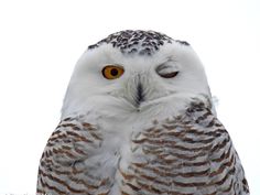 an owl with orange eyes is standing in front of a white background and looking at the camera