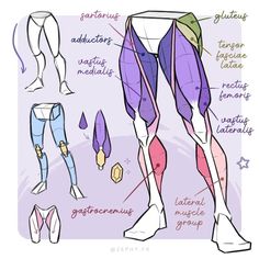 an image of the muscles and their corresponding parts to be drawn by someone's hand