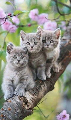 three kittens sitting on top of a tree branch with pink flowers in the background