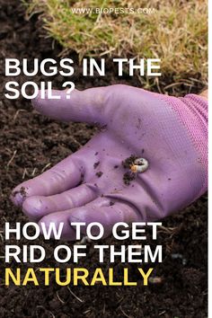 a person's hand with dirt on it and the words bugs in the soil? how to get rid of them naturally