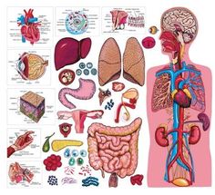 a diagram of the human body and organs