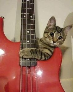 a cat is sitting on top of a red bass guitar and looking at the camera