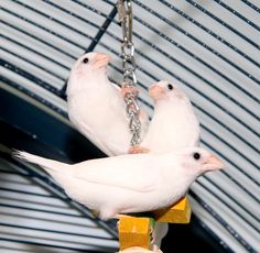 three white birds perched on top of each other with chains hanging from their beaks