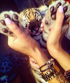 a woman's hands holding two baby tiger cubs in their palm, while the other hand holds it up to her face