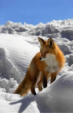 a red fox standing on top of snow covered ground