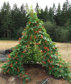 a small tree with orange flowers growing out of it's base in the middle of a field