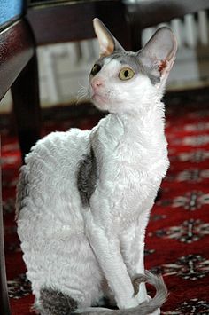 a gray and white cat sitting on top of a red rug