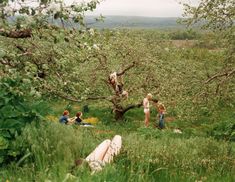 people are sitting in the grass under an apple tree