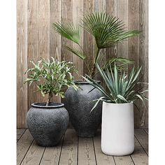 three potted plants sitting next to each other on a wooden floor