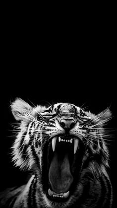 a black and white photo of a tiger with its mouth open