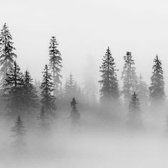 a foggy forest filled with lots of tall pine trees on top of a hill