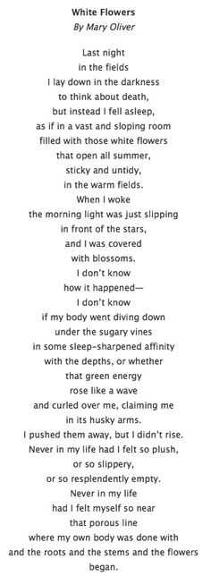 Sunshine Rain, Mary Oliver Poems, Quotes Flower, Quotes Summer, Beautiful Poetry, Mary Oliver, Summer Sunshine, In The Darkness, Flower White