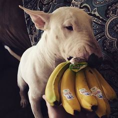 a white dog is holding bananas in his mouth