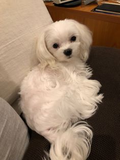 a small white dog sitting on top of a couch