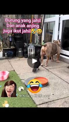 6.5M views · 21K reactions | Burung yang nakal dan anak anjing juga ikut ikutan nakal suka mengusik anjing yang besar jadinya lucu sekali tingkahnya haiwan ini
#burungyangnakal
#burungmengusikanjing
#anakanjingyangnakal
#haiwanpeliharaan
#anjingrumahaan
#tingkahhaiwanyanglucu
#haiwanpeliharaanyanglucu | Sulastri Siti