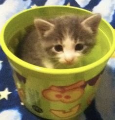 a small kitten sitting inside of a green cup on top of a blanket with stars