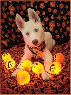 a small white dog laying on top of a bed covered in pumpkins and jack - o'- lanterns