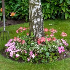 the flowers are blooming around the tree in the yard