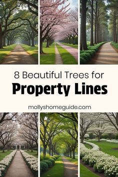 beautiful trees for property lines are featured in this collage