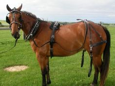 a brown horse standing on top of a lush green field