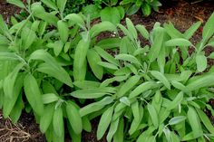 some very pretty green plants in the dirt