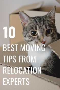 a cat in a box with the words 10 best moving tips from relocation experts