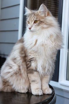 a long haired cat sitting on top of a black table next to a white door