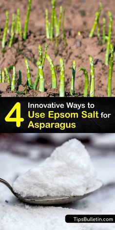 a spoon full of sugar next to some asparagus and the words 4 innovative ways to use epson salt for asparagus