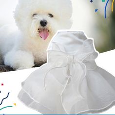 a small white dog wearing a dress