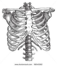 an illustration of the ribcage in black and white, vintage engraving or etching