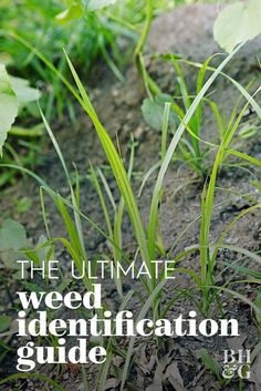 some green plants growing out of the ground with a quote about what the weeds in your yard can tell you about your soil quality