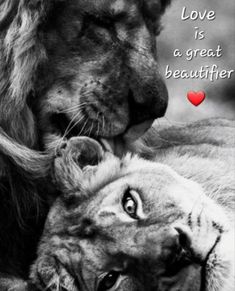 two lions laying next to each other with the caption love is a great beautifer