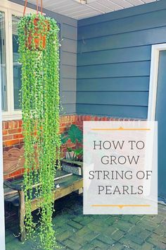 a wooden bench sitting in front of a blue house with the words how to grow string of pearls on it