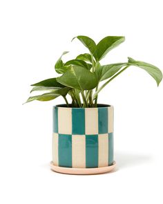 a green plant in a blue and white checkerboard pot on a white background