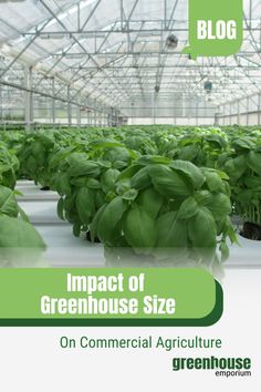 a greenhouse with lots of green plants growing in it and the words impact of greenhouse size on commercial agriculture