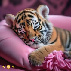 a baby tiger laying on top of a pink blanket