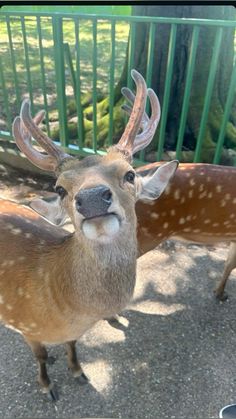 two deer standing next to each other near a fence