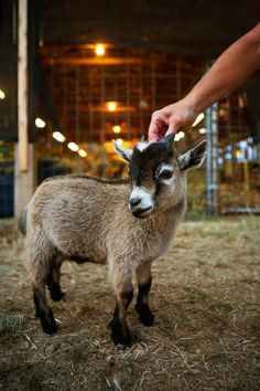 a baby goat being petted by someone's hand