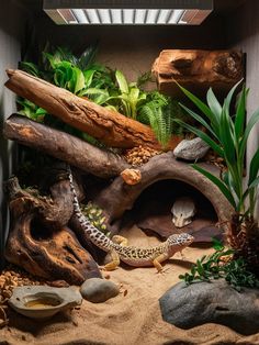 an animal habitat with rocks, plants and other things in the area that is made out of wood