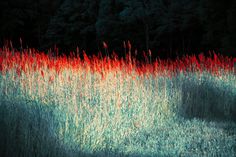 red and green grass with trees in the background at night or day, lit up by light