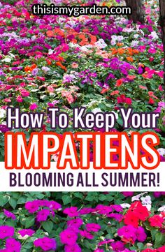 colorful flowers with the words how to keep your impatins blooming all summer